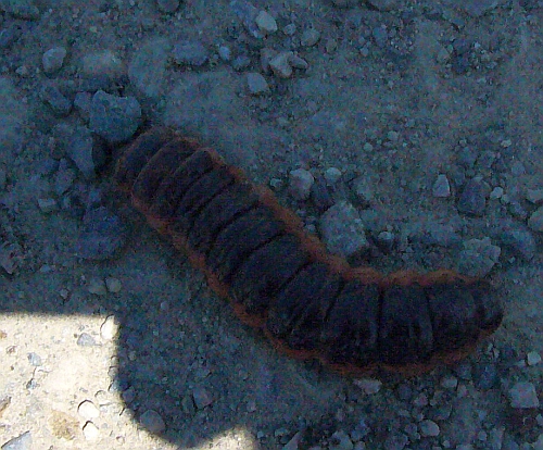 Grossa larva di identificare